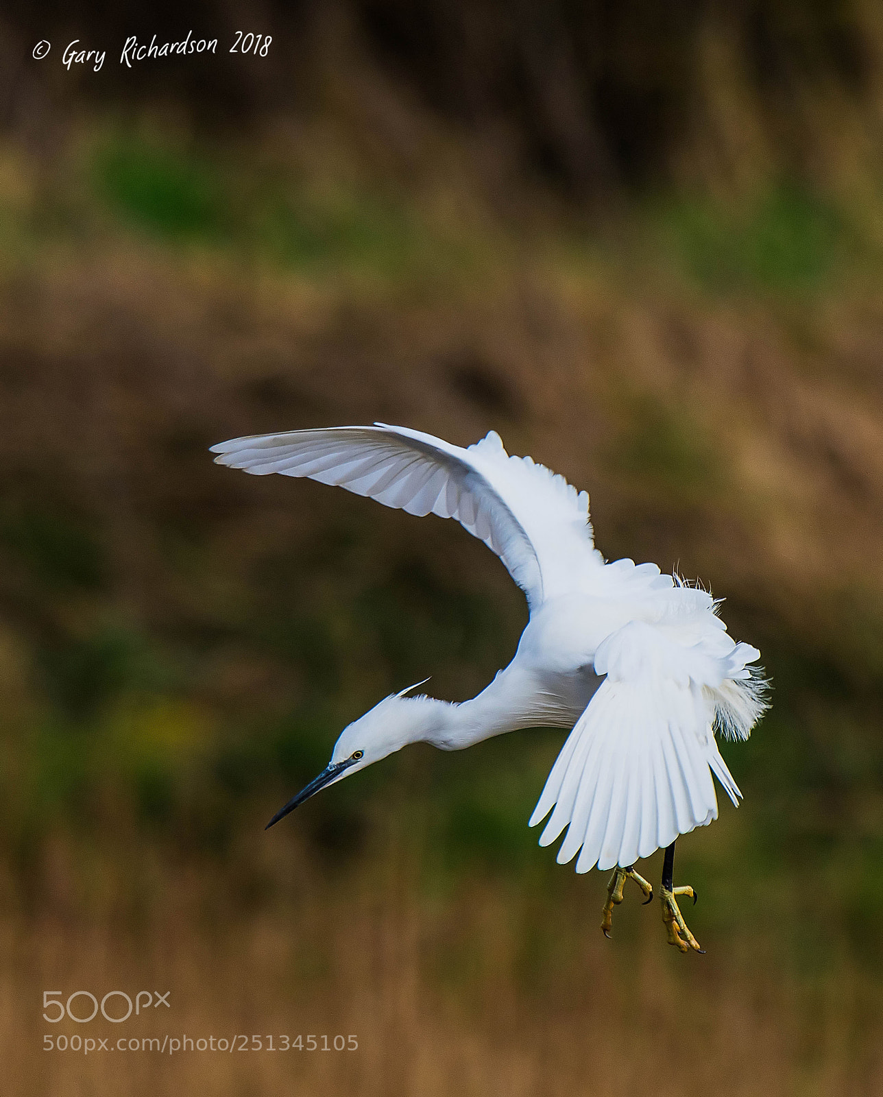 Nikon D500 sample photo. Little egret () photography