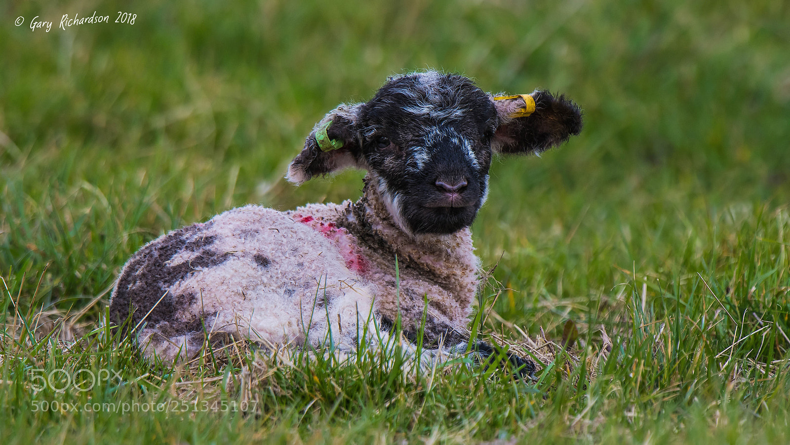 Nikon D500 sample photo. Lamb photography