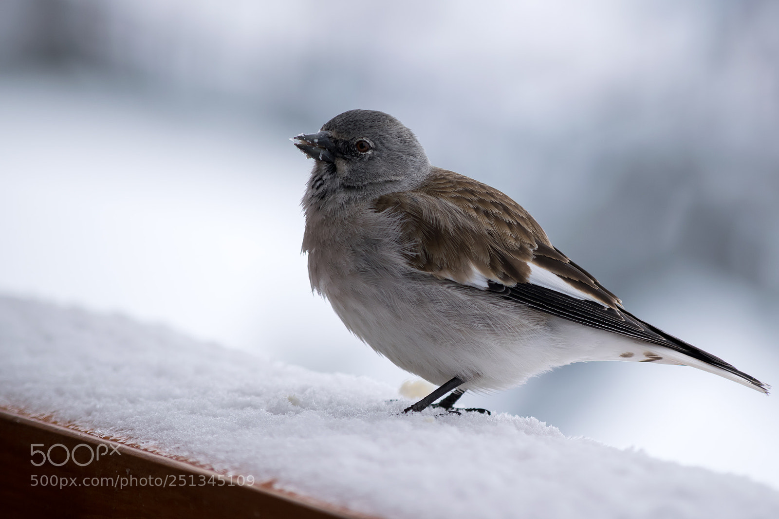 Nikon D5300 sample photo. Bird in snow photography