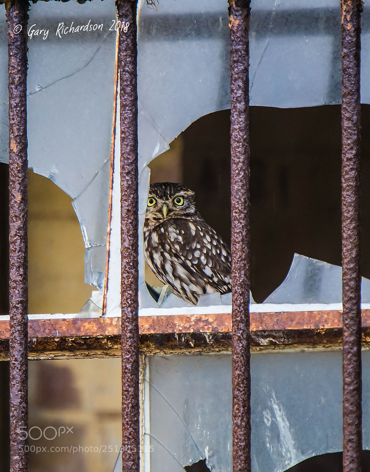 Nikon D500 sample photo. Little owl photography