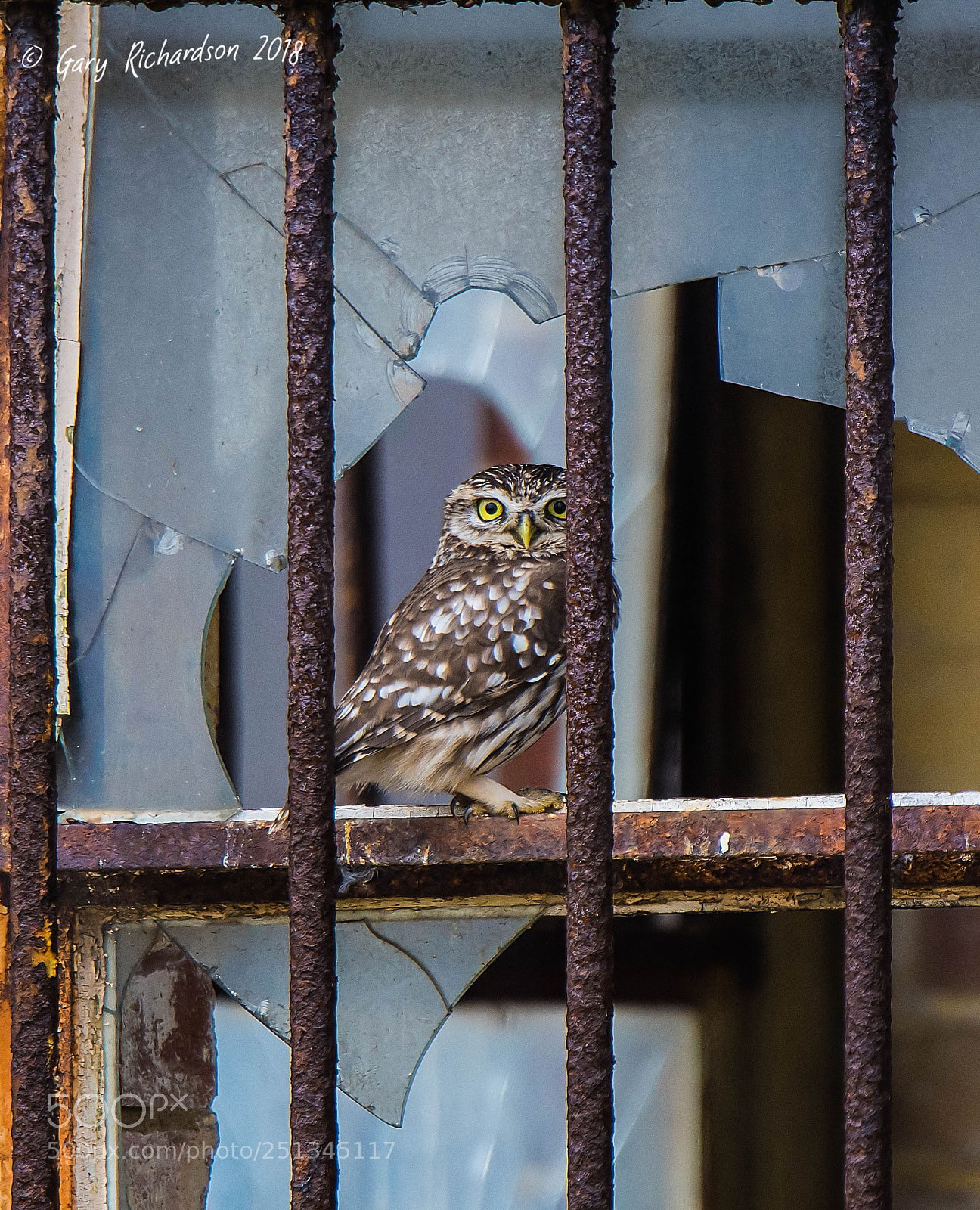 Nikon D500 sample photo. Little owl photography