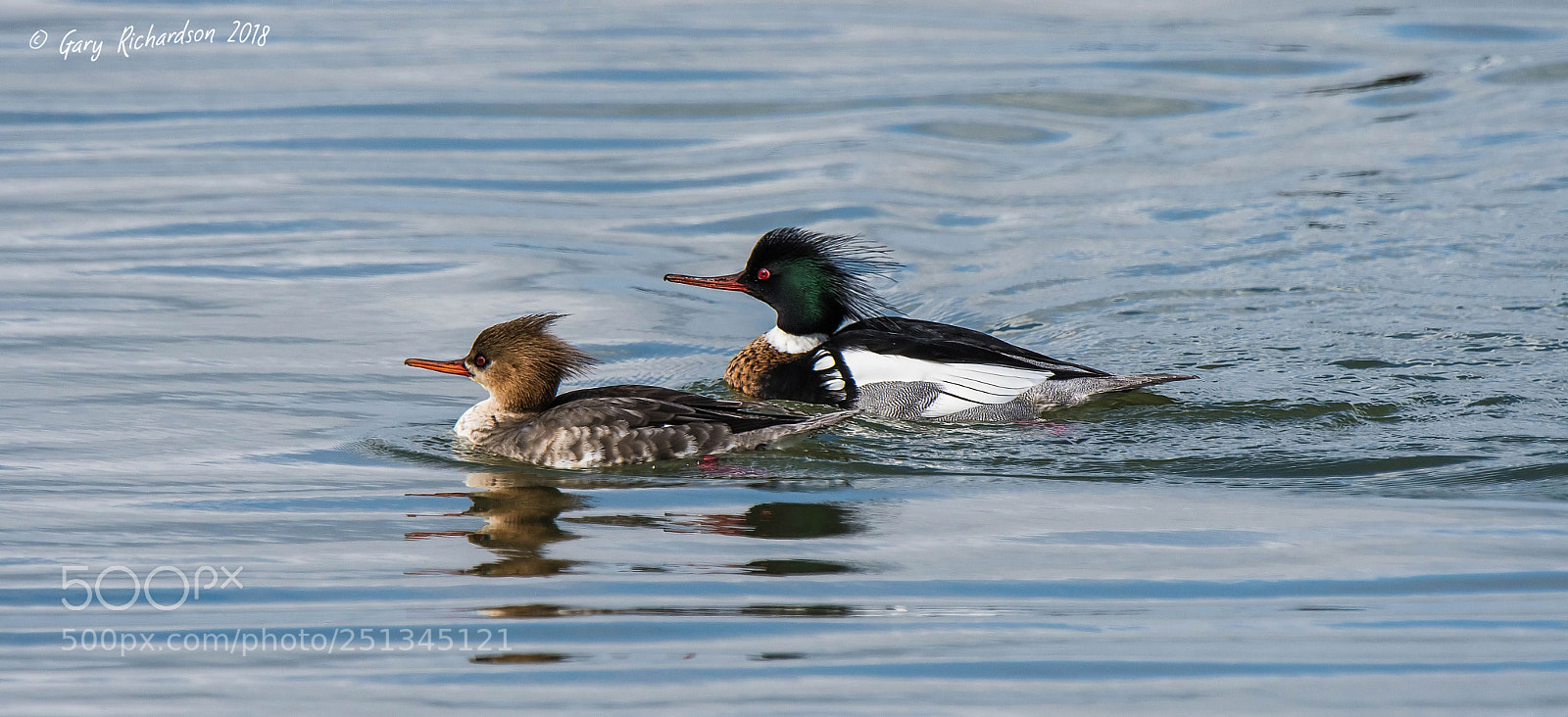Nikon D500 sample photo. Red breasted merganser () photography