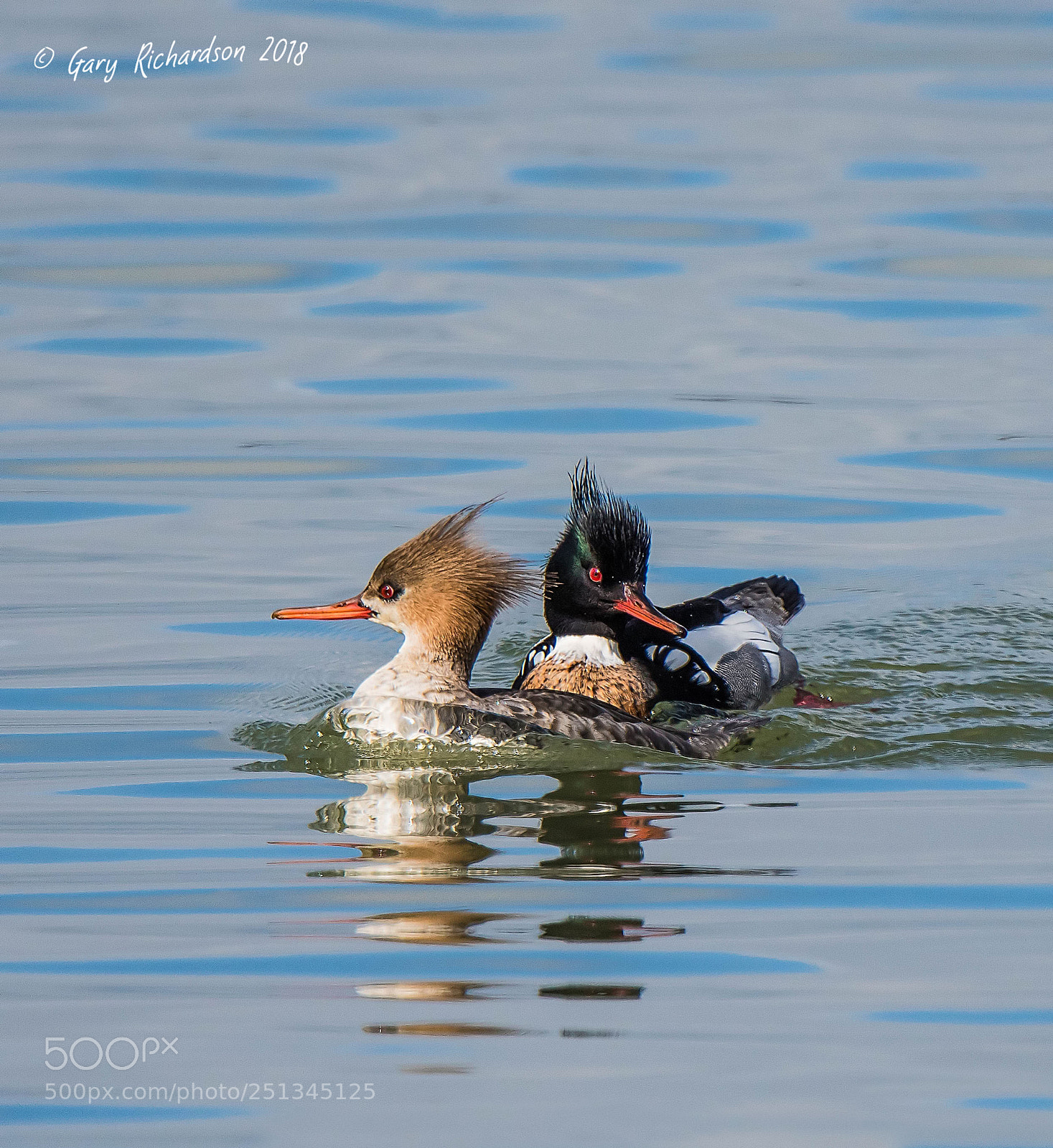 Nikon D500 sample photo. Red breasted merganser photography