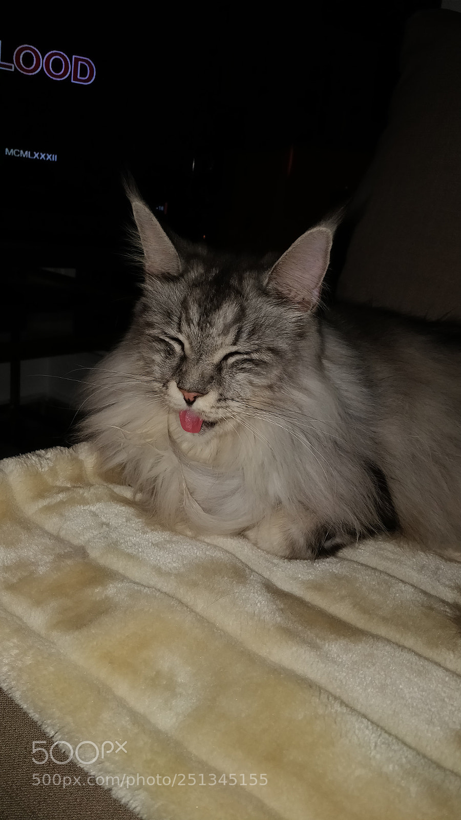 OnePlus 5 sample photo. Cat's tongue photography