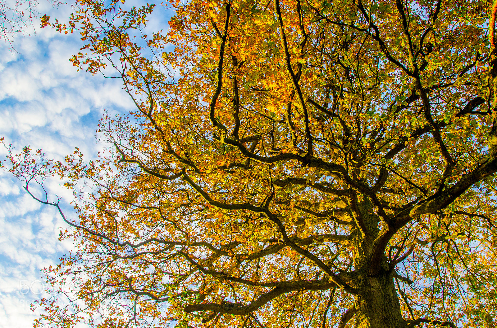 Nikon D5100 sample photo. Autumn oak photography