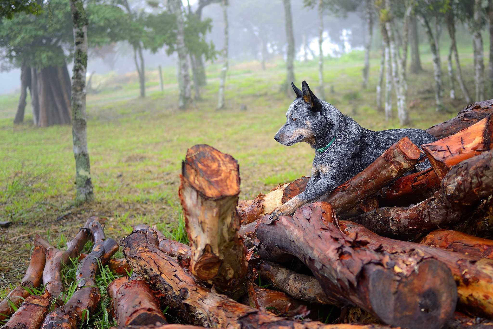 Nikon D800 sample photo. Logan de atp... photography
