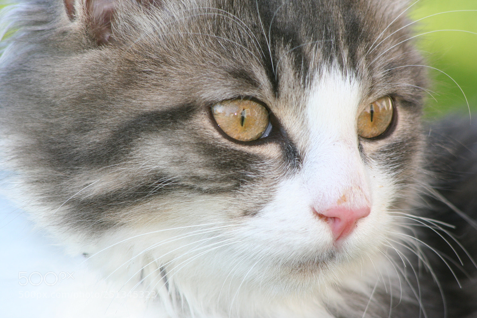 Canon EOS 350D (EOS Digital Rebel XT / EOS Kiss Digital N) sample photo. Cat's face (...) photography