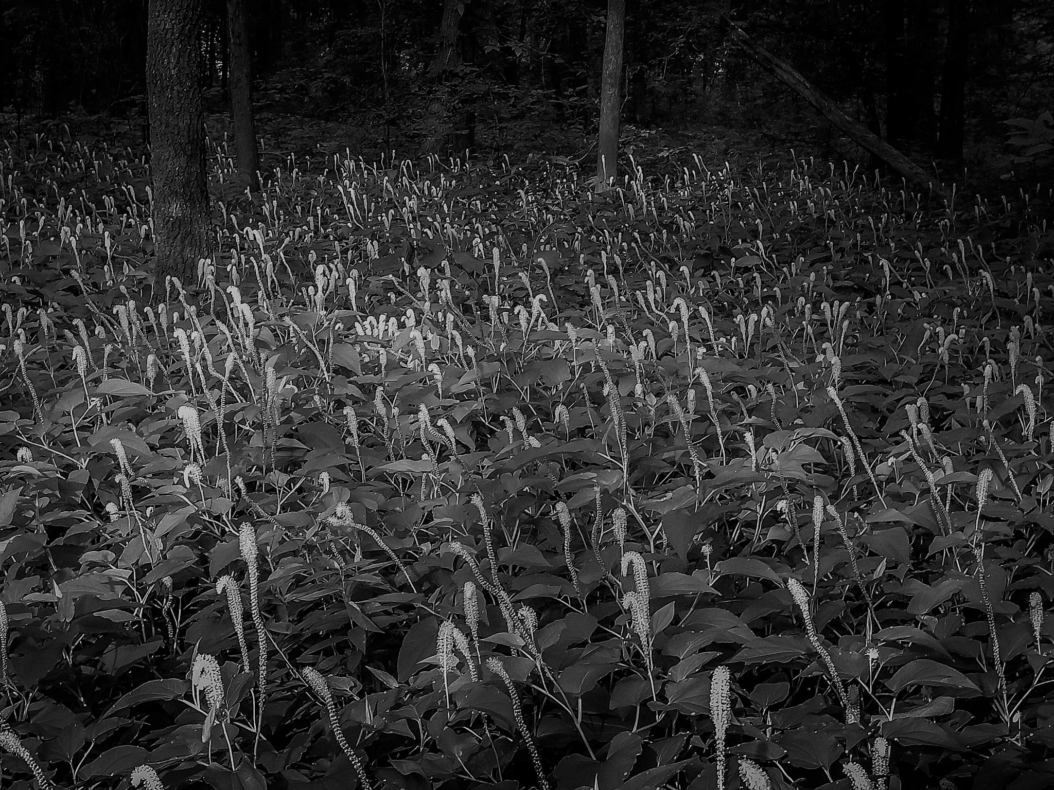 Panasonic DMC-FX07 sample photo. Woodland blooms 2 photography