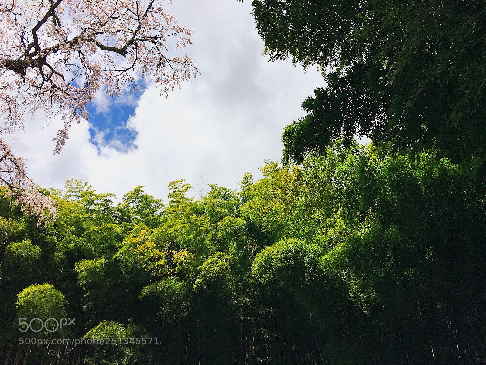 Apple iPhone 6s Plus sample photo. Ｓａｋｕｒａ photography
