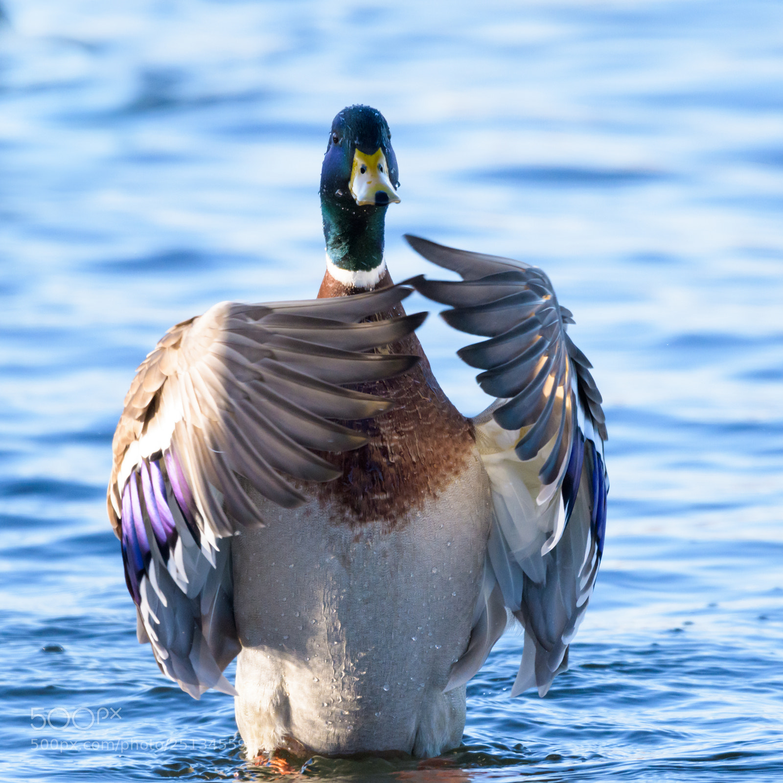 Nikon D500 sample photo. Duck pose photography