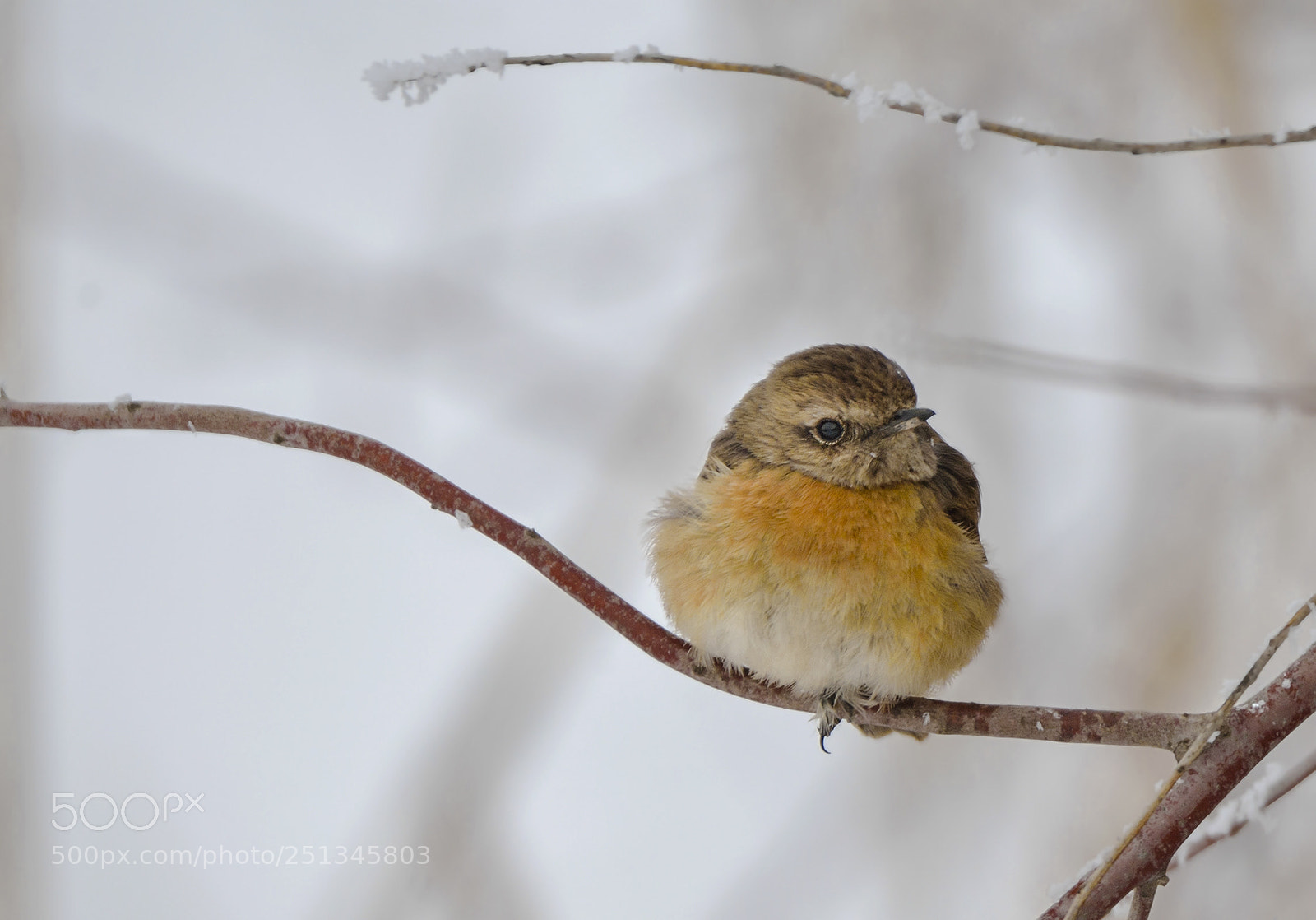 Nikon D800 sample photo. Lonely bird photography