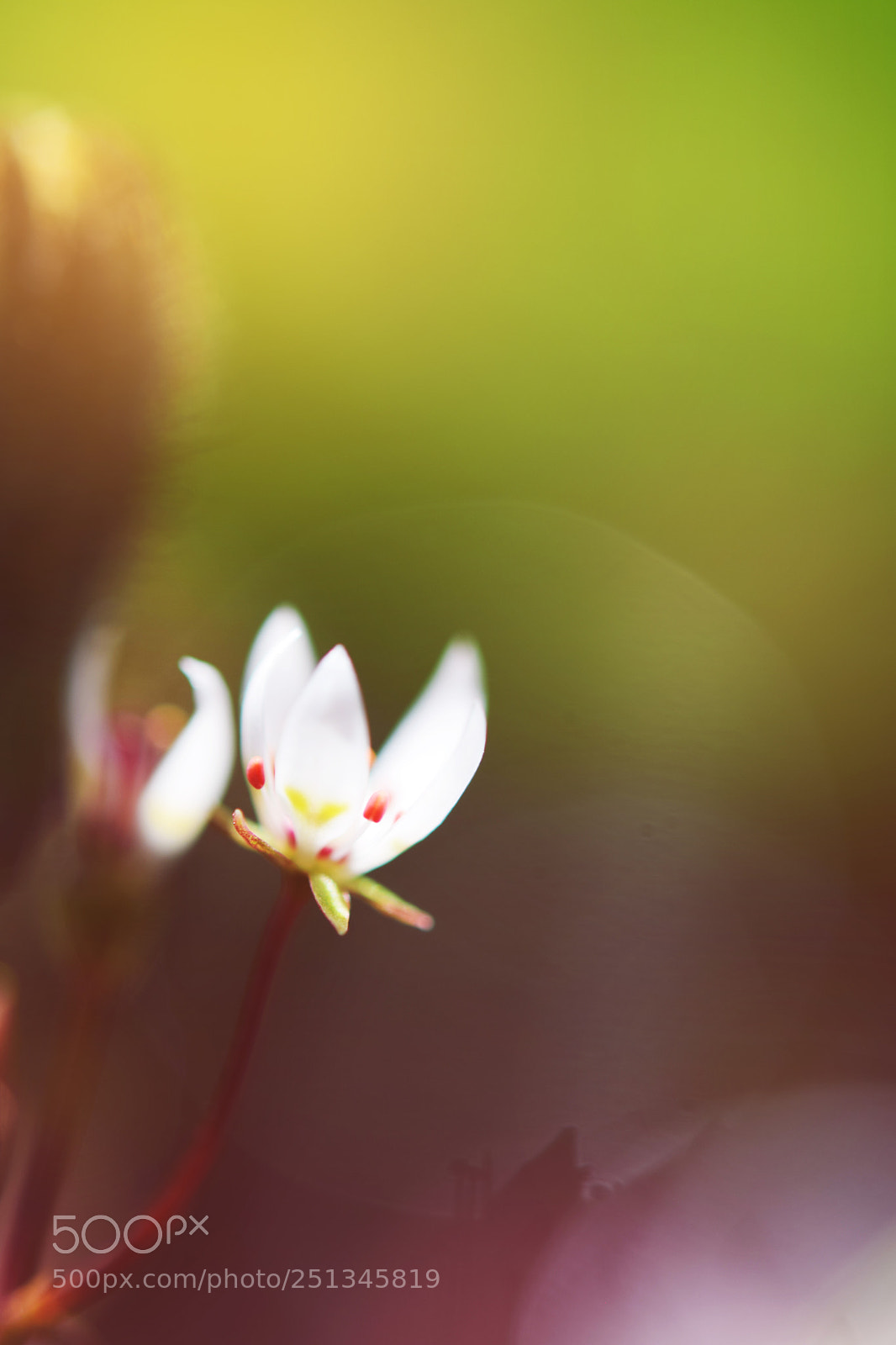 Nikon D5300 sample photo. Soft flower photography