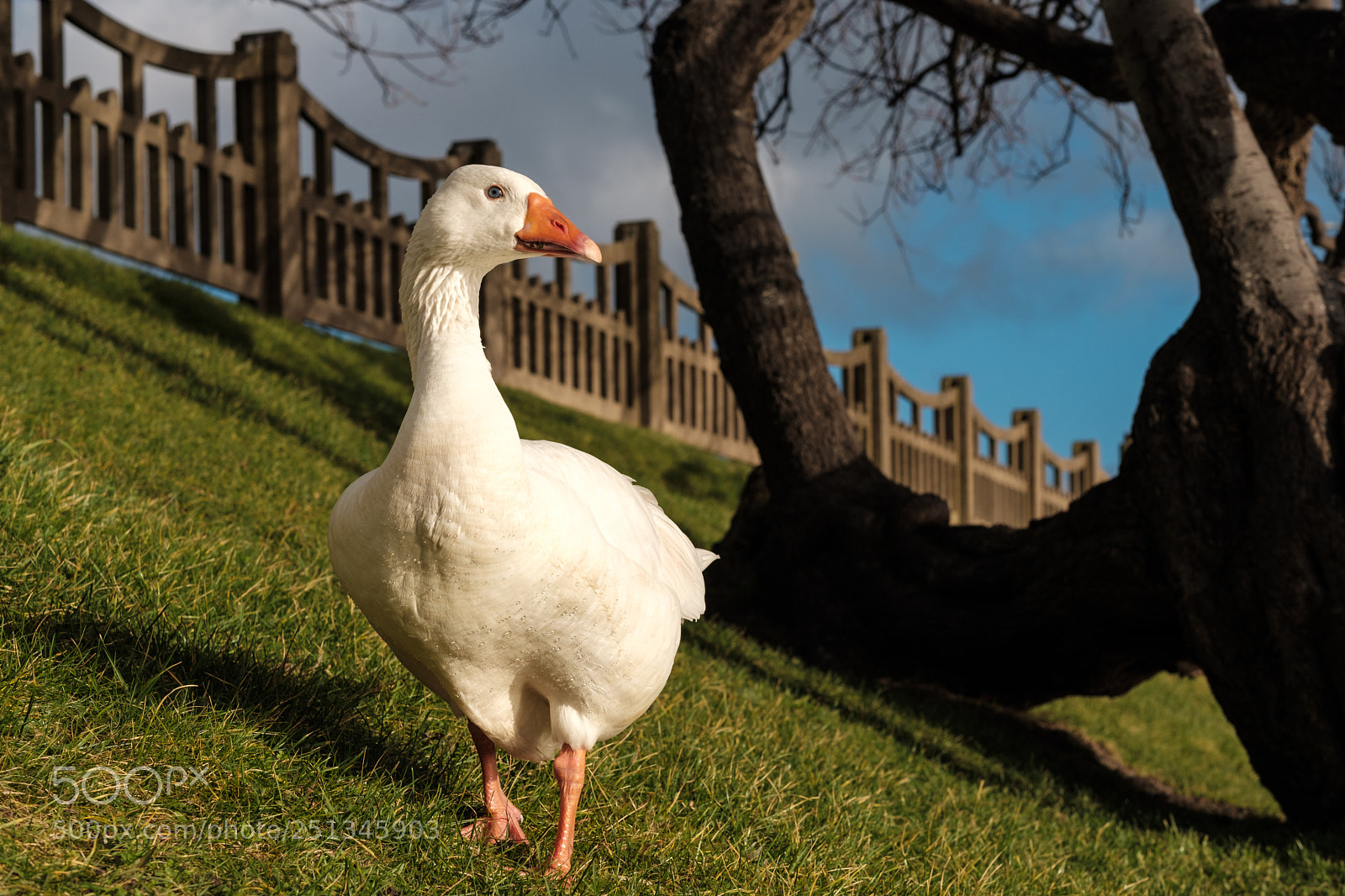 Fujifilm X-T20 sample photo. Goose in the sun photography