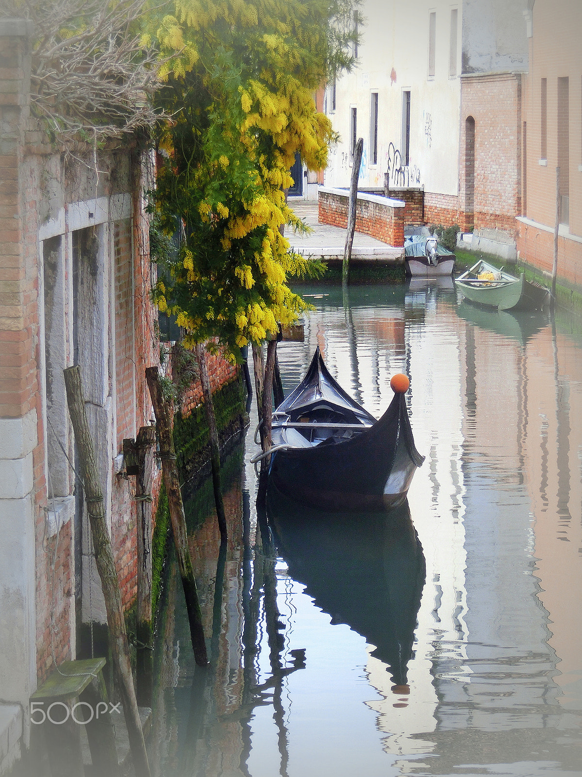 CASIO EX-ZR200 sample photo. 14 - la mimosa e la gondola photography