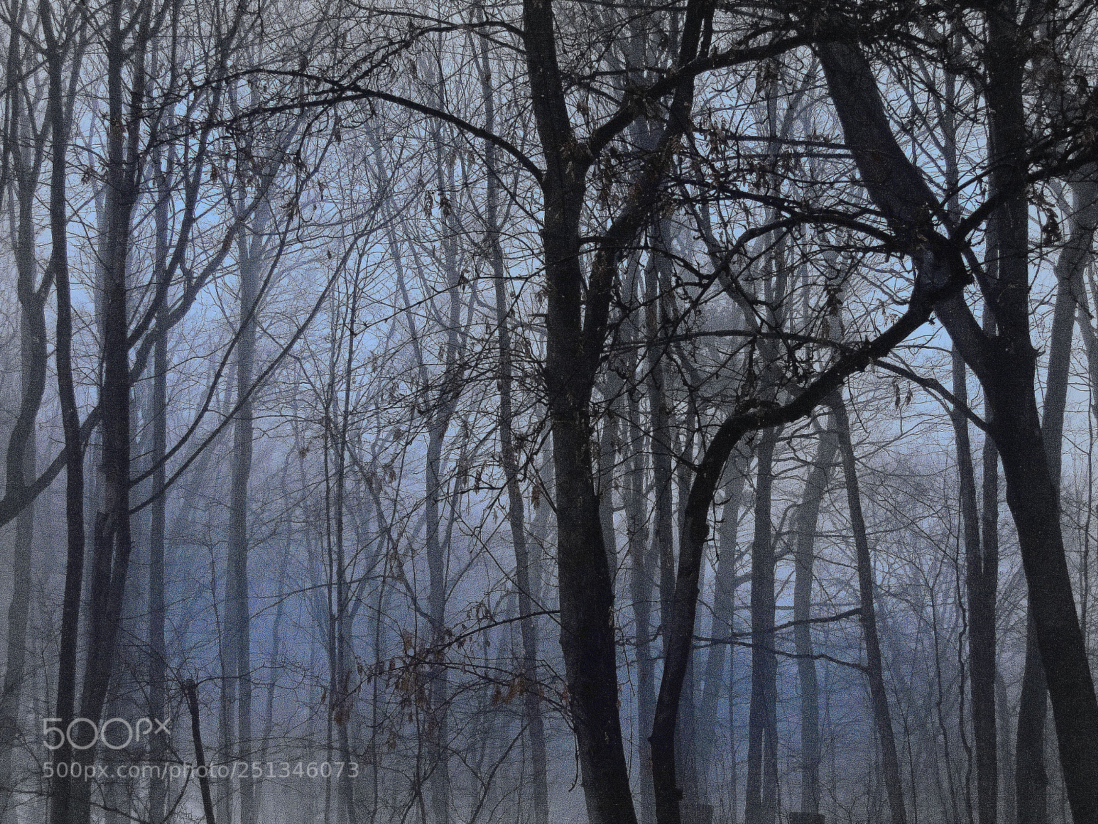 Nikon Coolpix P520 sample photo. A cold fogg photography
