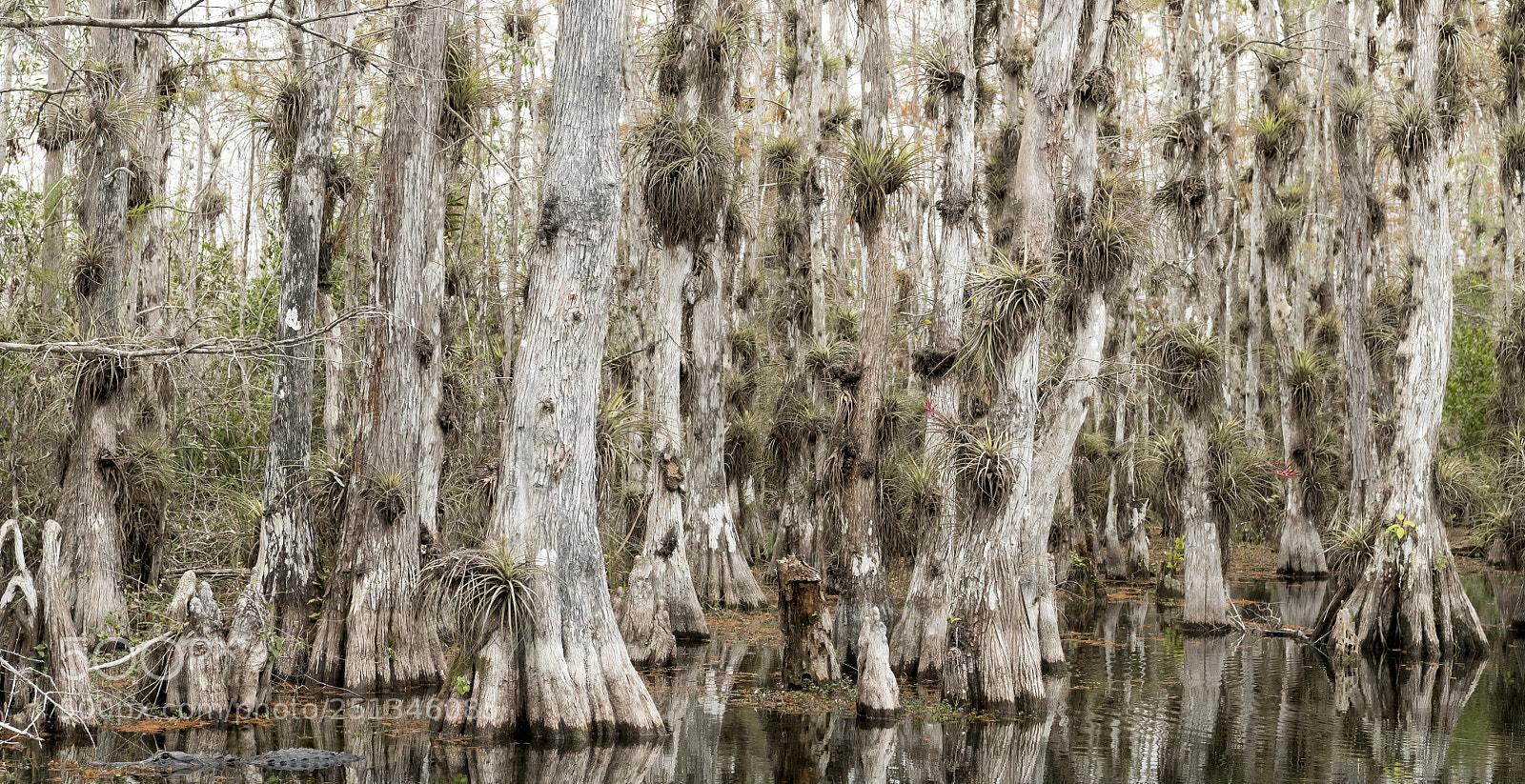Nikon D850 sample photo. Big cypress photography