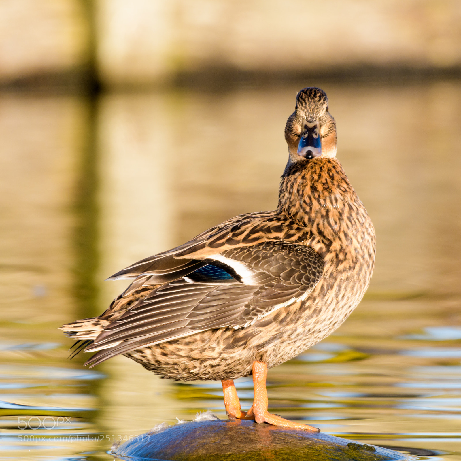 Nikon D500 sample photo. Here's looking at you photography