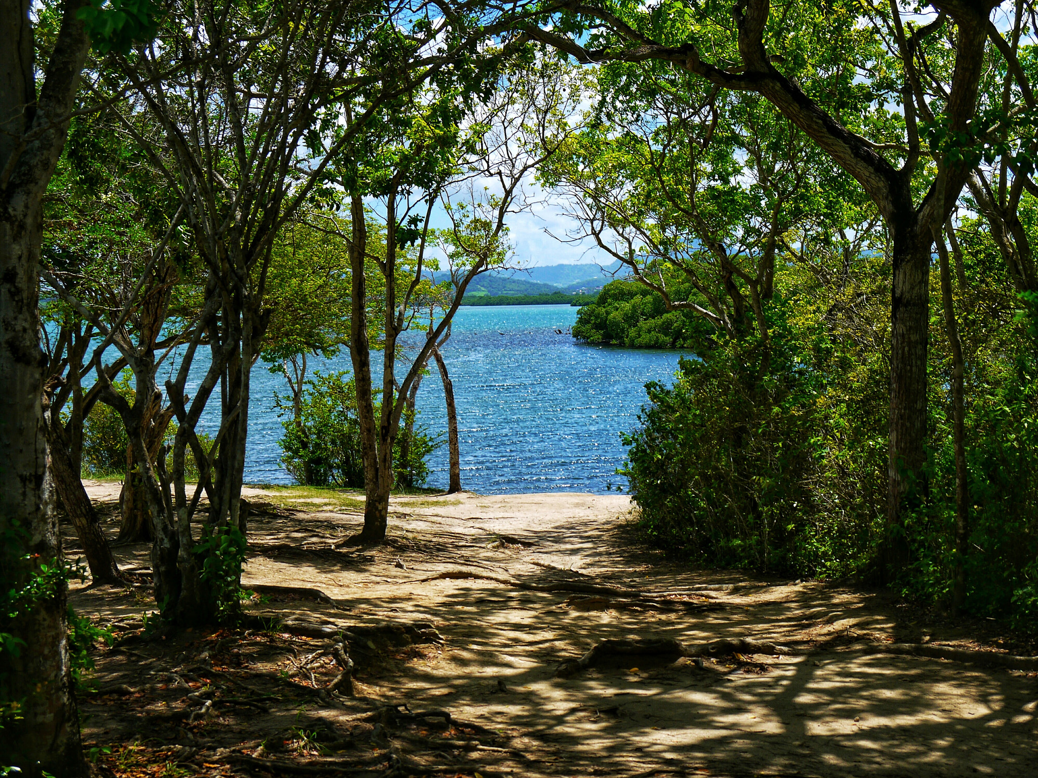 Panasonic Lumix DMC-GF3 sample photo. Vatable forest martinique photography