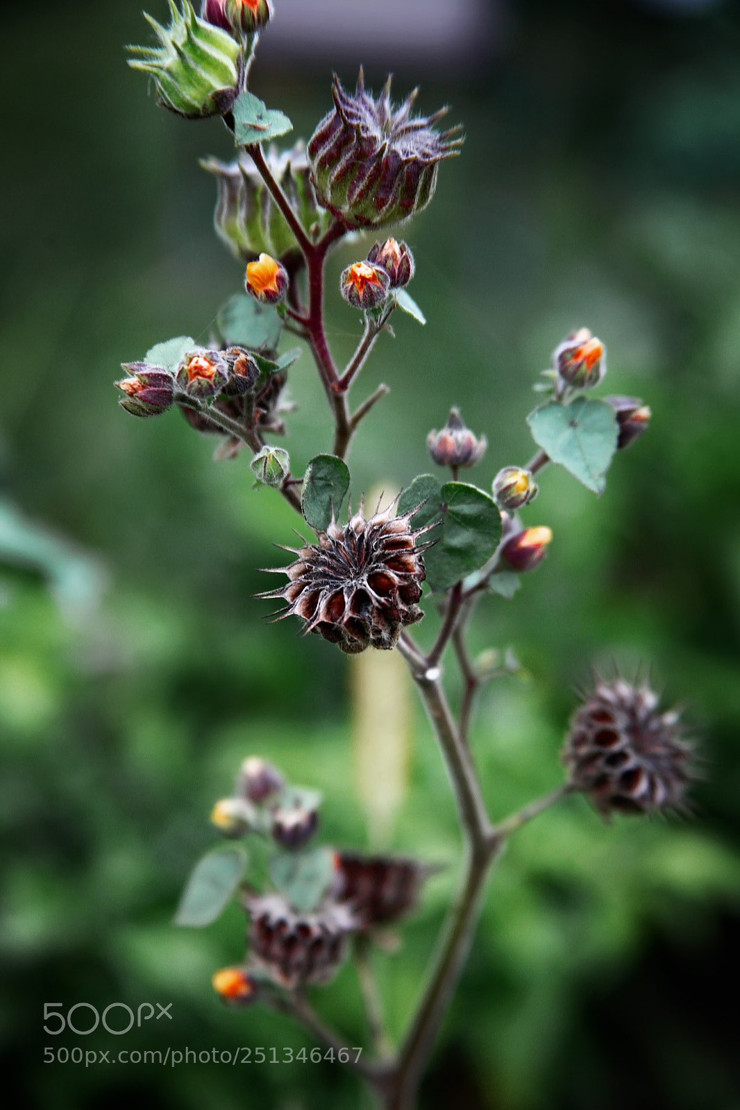 Canon EOS 5D Mark II sample photo. Beautiful nature photography
