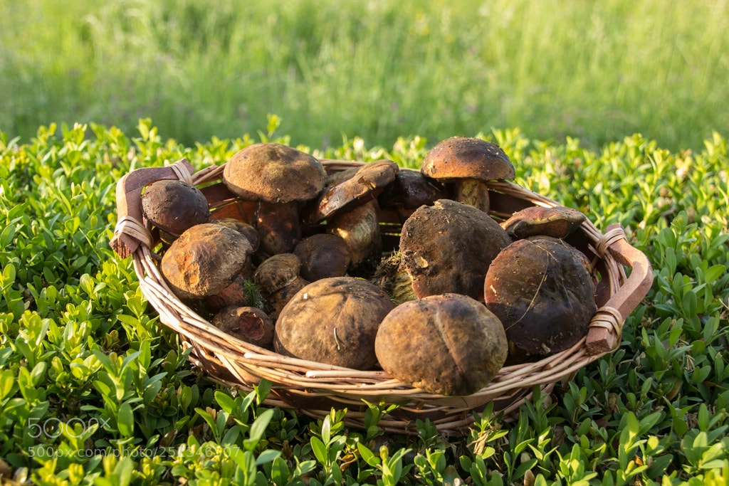 Canon EOS 1200D (EOS Rebel T5 / EOS Kiss X70 / EOS Hi) sample photo. Neoboletus luridiformis photography