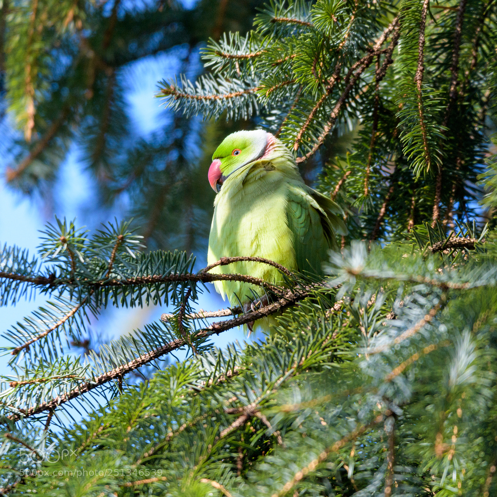 Nikon D500 sample photo. Parakeet photography