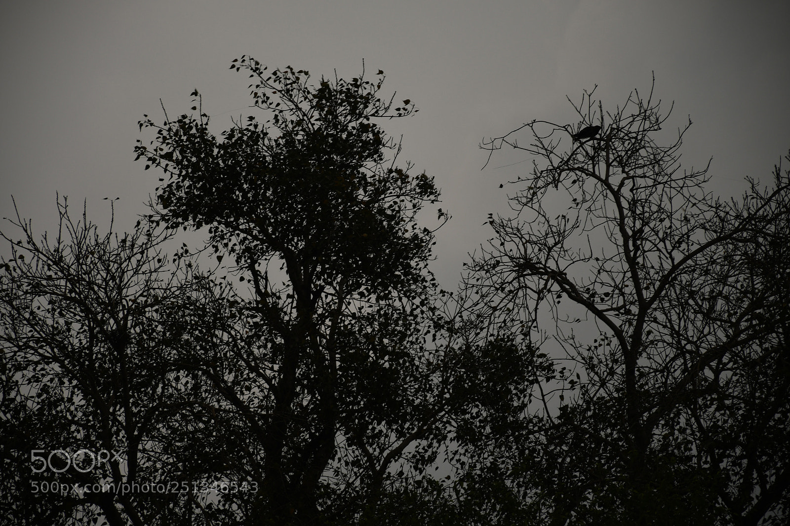 Nikon D7500 sample photo. Silhouette photography