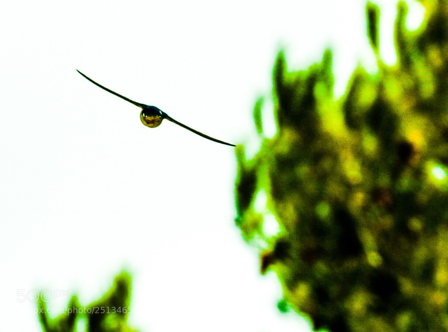 Canon EOS 5D Mark IV sample photo. Golondrina  photography