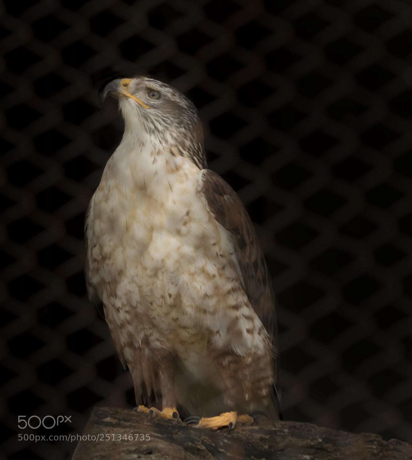 Sony a7R III sample photo. Red tail hawk photography