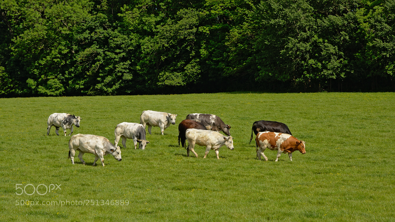 Nikon D5200 sample photo. Friesian cows ina flemis photography