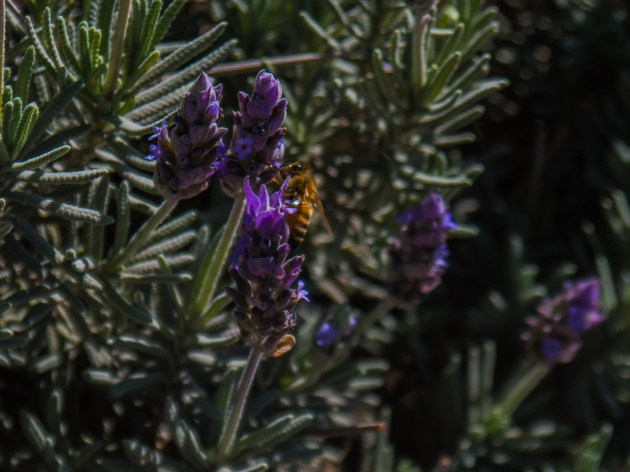 Panasonic Lumix DMC-GF5 sample photo. Always working. photography