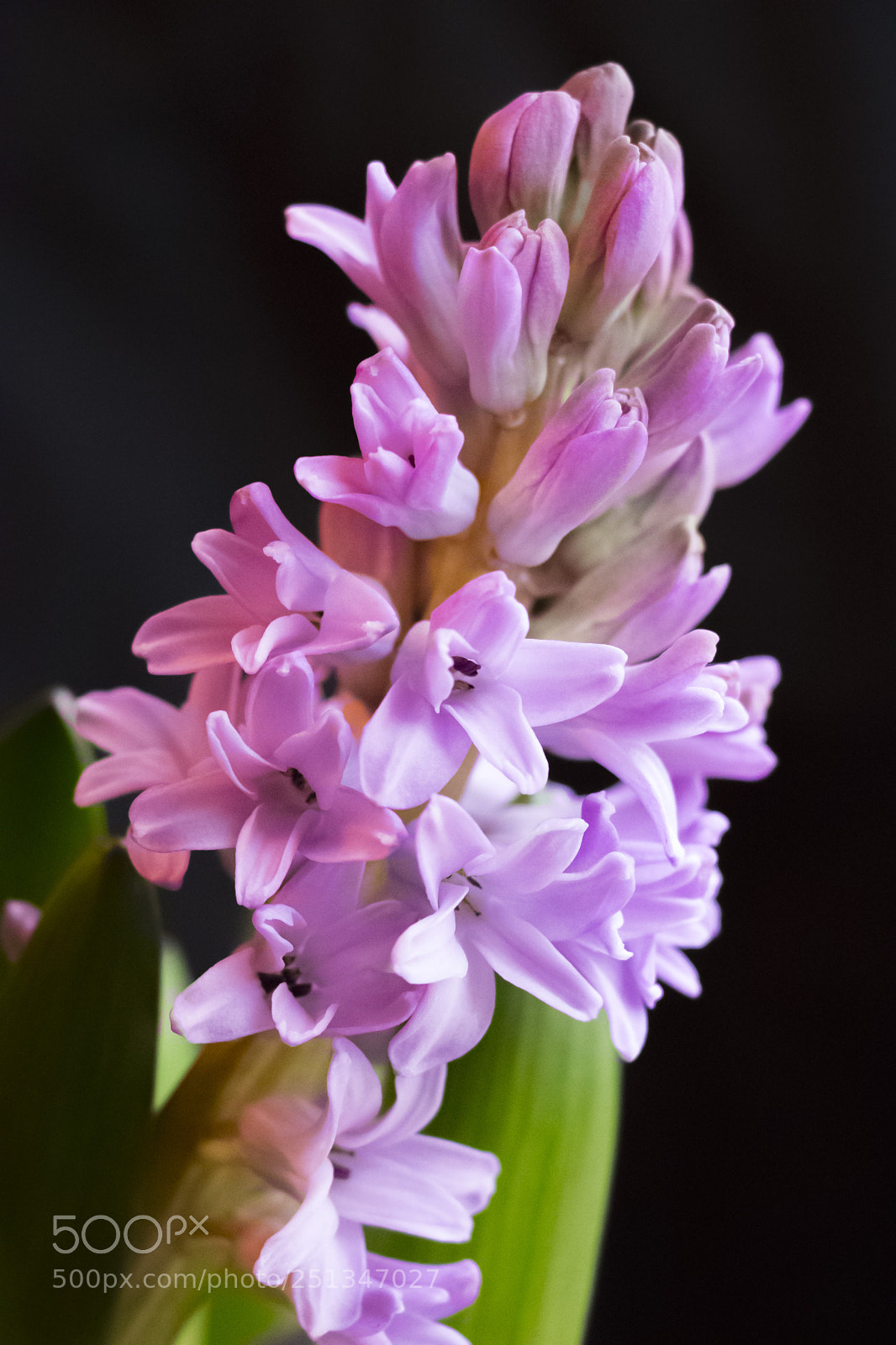 Canon EOS 800D (EOS Rebel T7i / EOS Kiss X9i) sample photo. Hyacinth flower photography