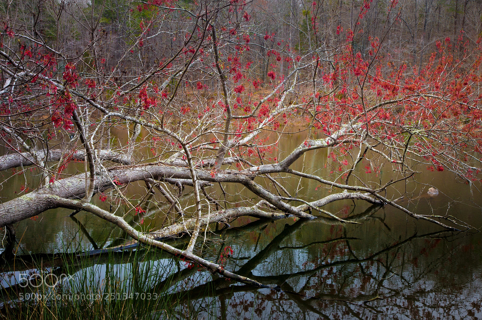 Canon EOS 5D Mark II sample photo. Fallen tree at lake photography