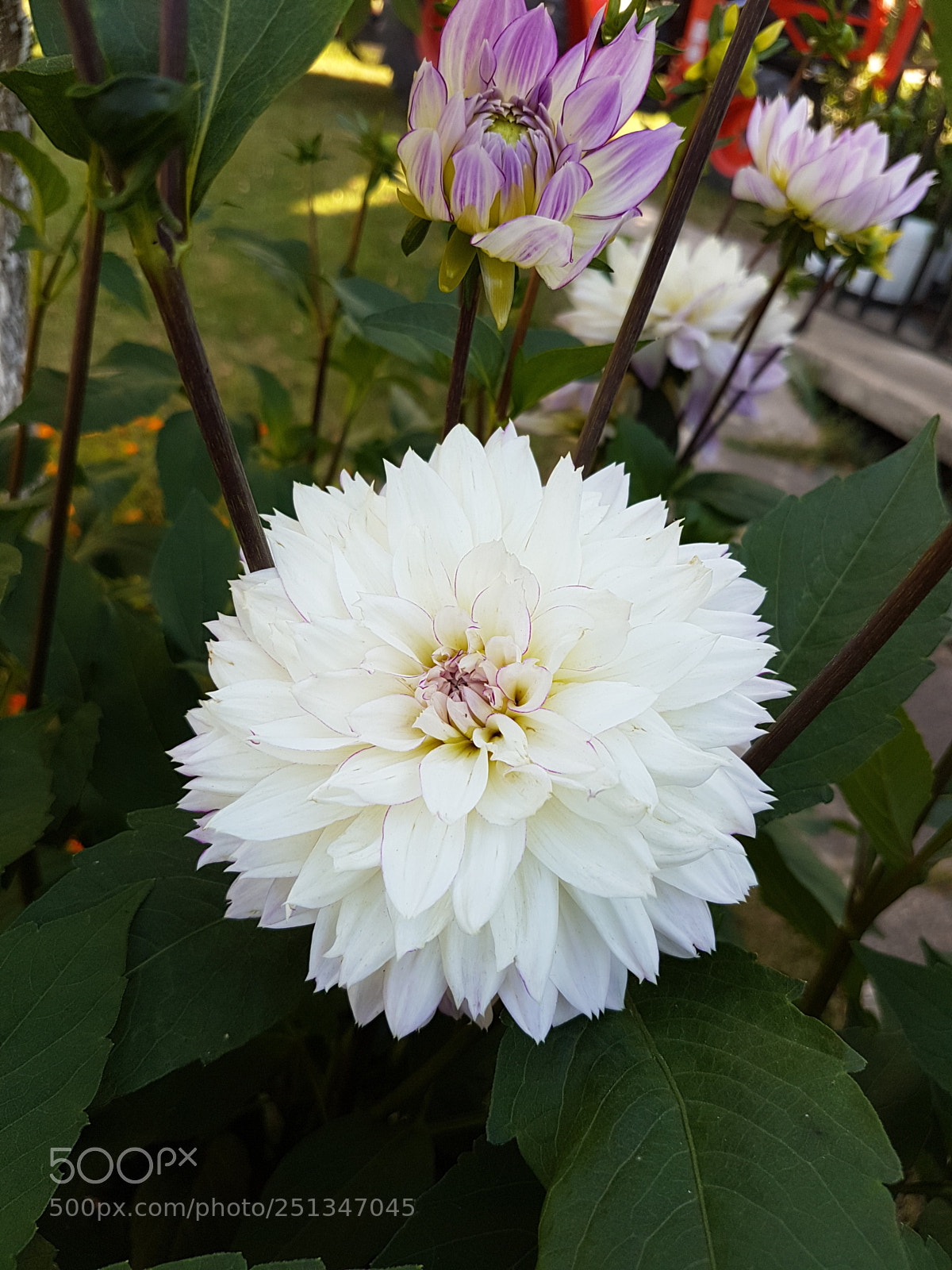 Samsung Galaxy S7 sample photo. Beautiful flowers photography