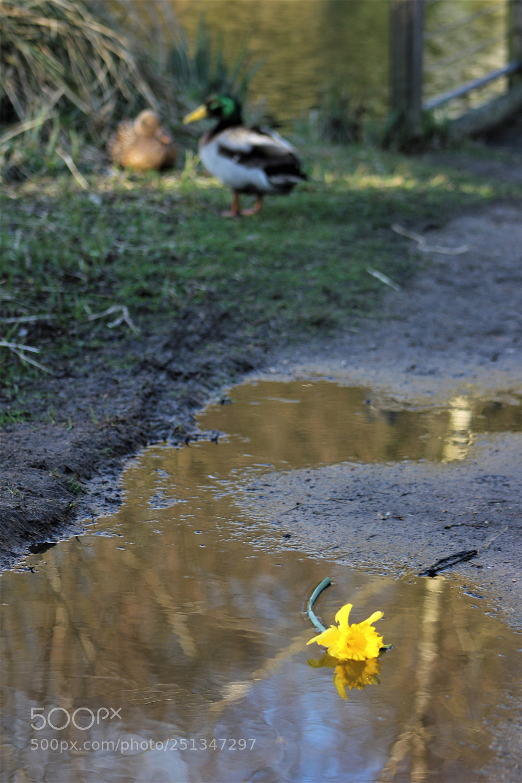 Canon EOS 60D sample photo. Il s'efface deja photography