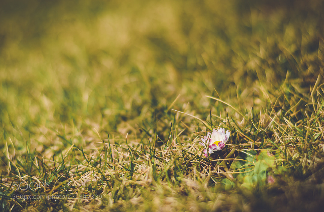 Nikon D5100 sample photo. Grass photography