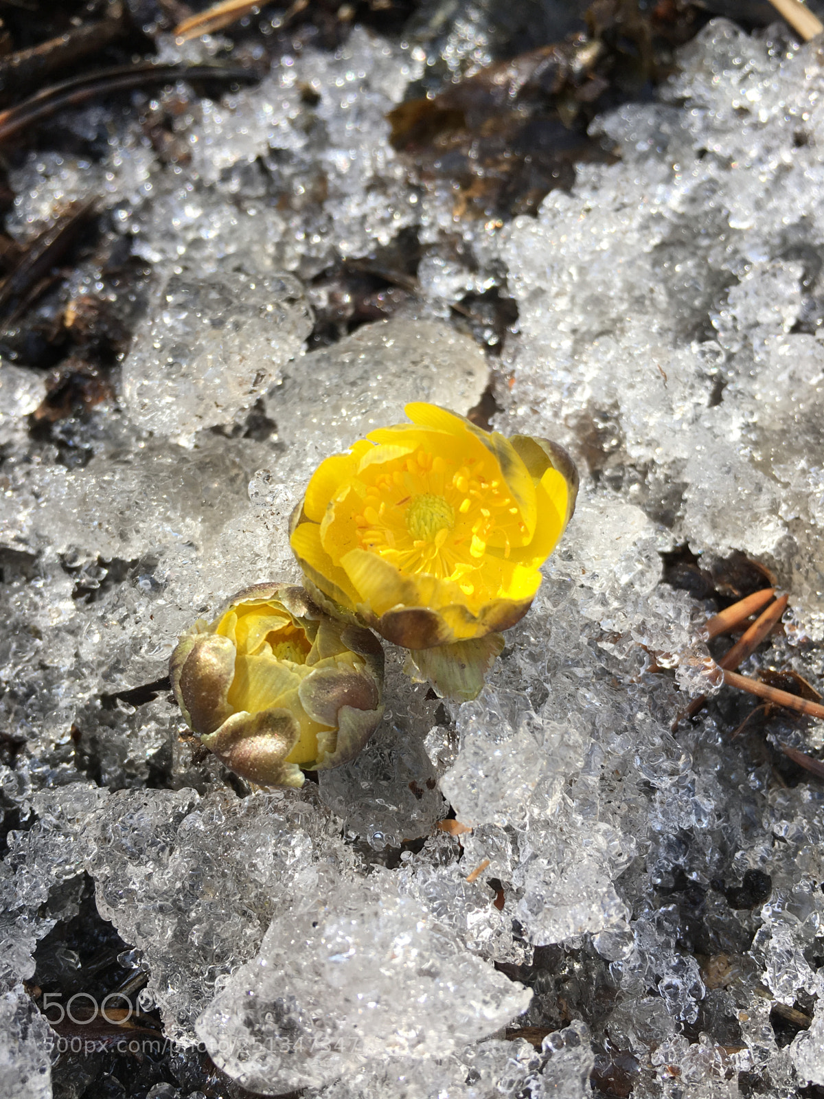 Apple iPhone 6s sample photo. 侧金盏花 早春精灵 破冰绽放 photography