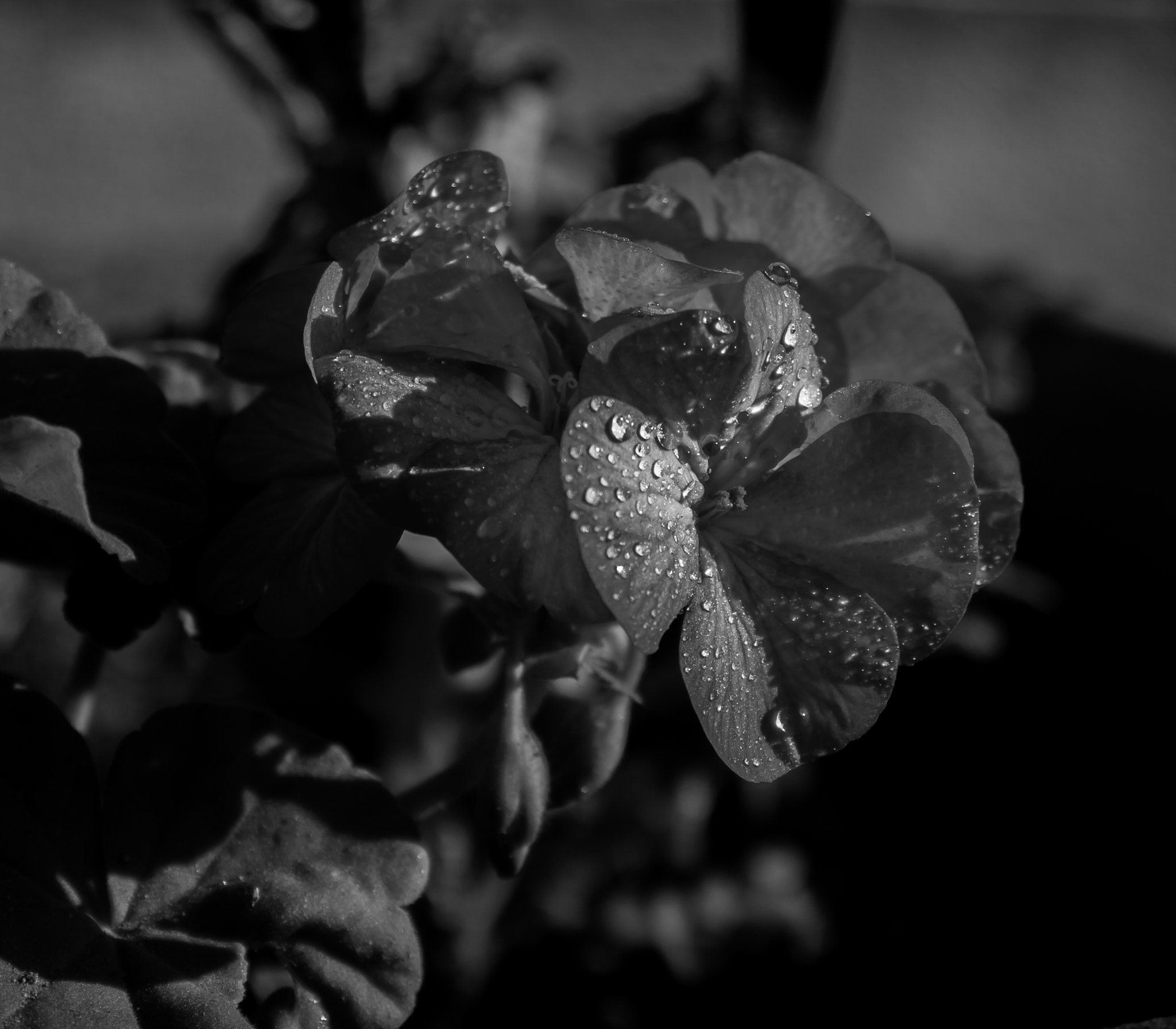 Panasonic Lumix DMC-GF5 sample photo. Black and water. photography