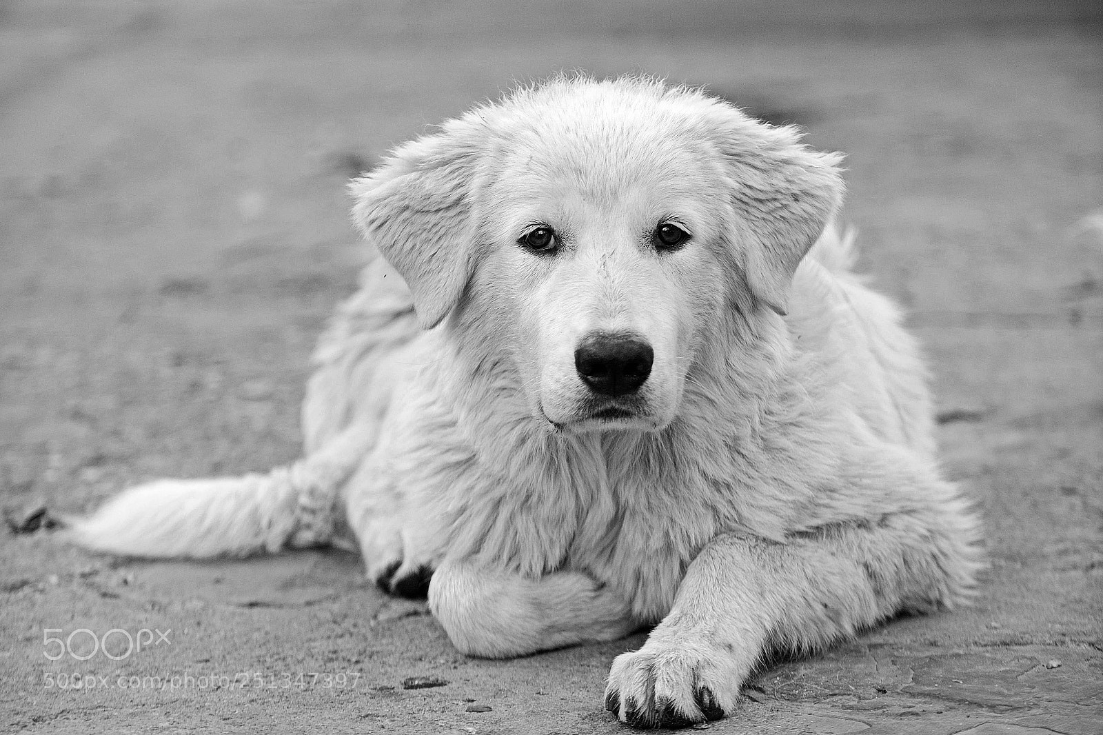 Nikon D800 sample photo. Bosco... photography