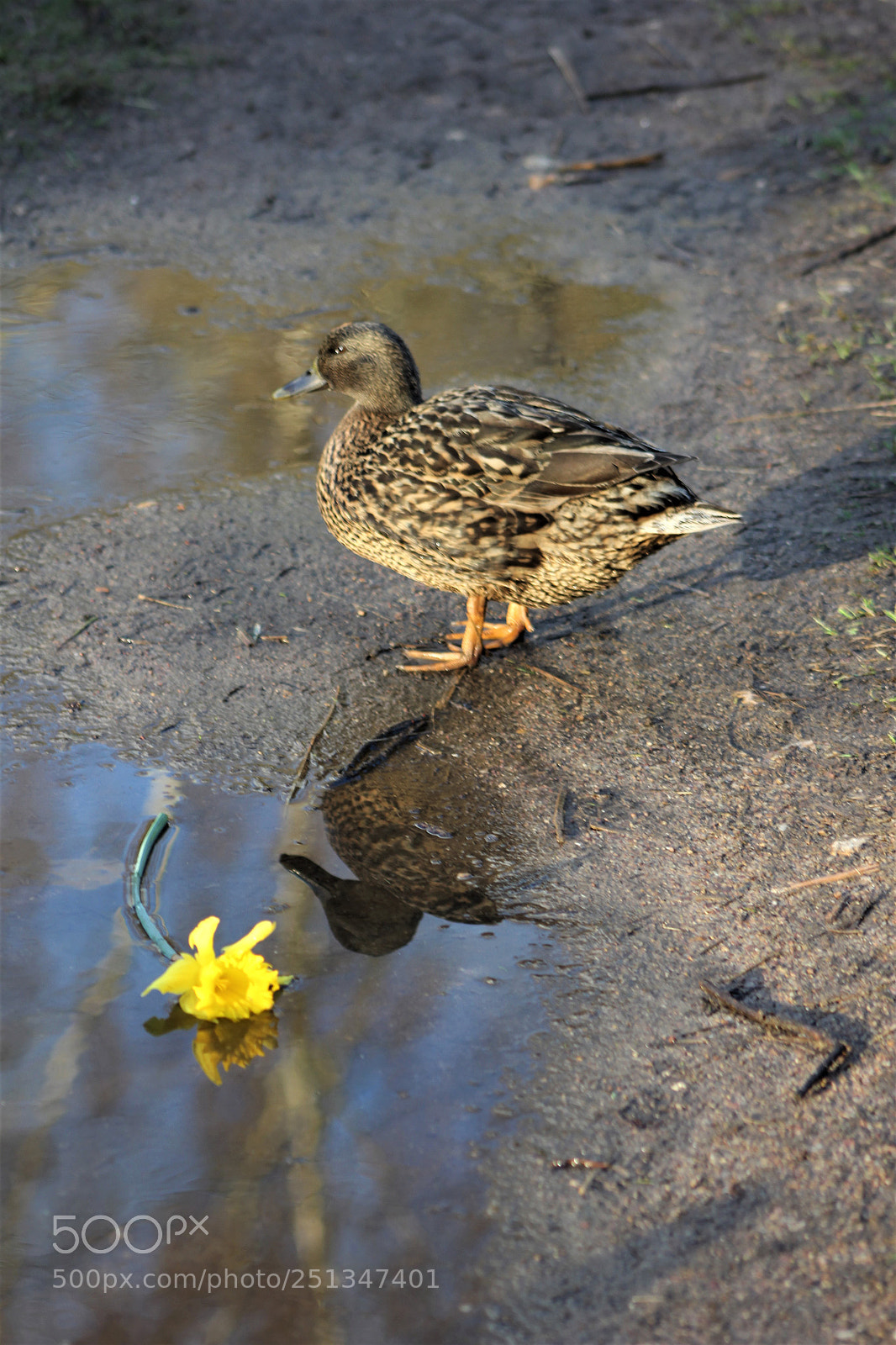 Canon EOS 60D sample photo. Il est parti photography