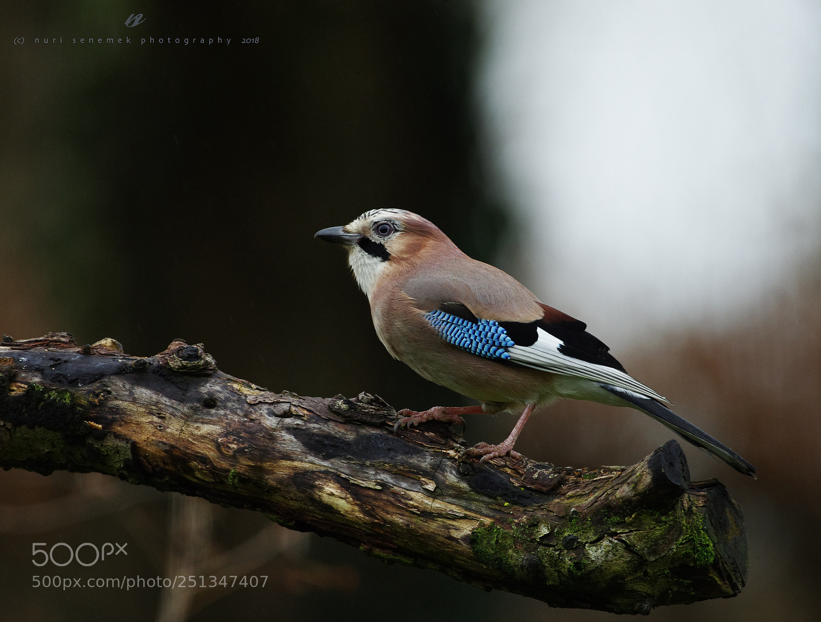 Pentax K-5 IIs sample photo. Eurasian jay photography