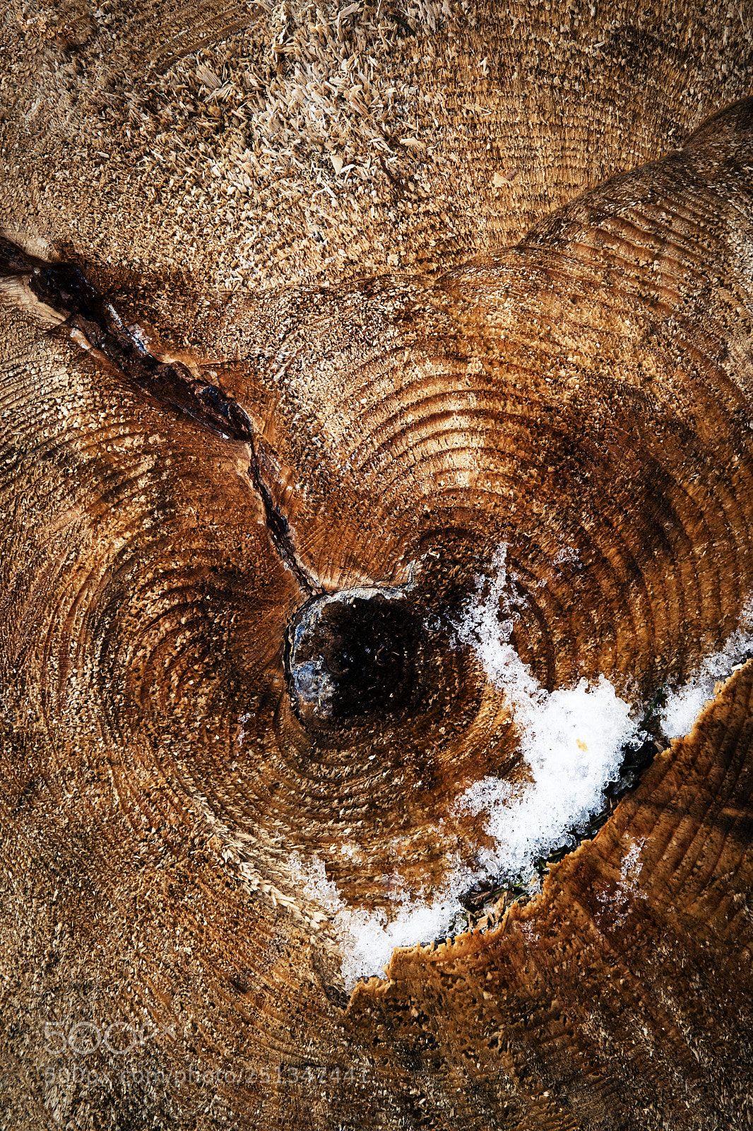 Nikon D5500 sample photo. Detail of cut wood photography