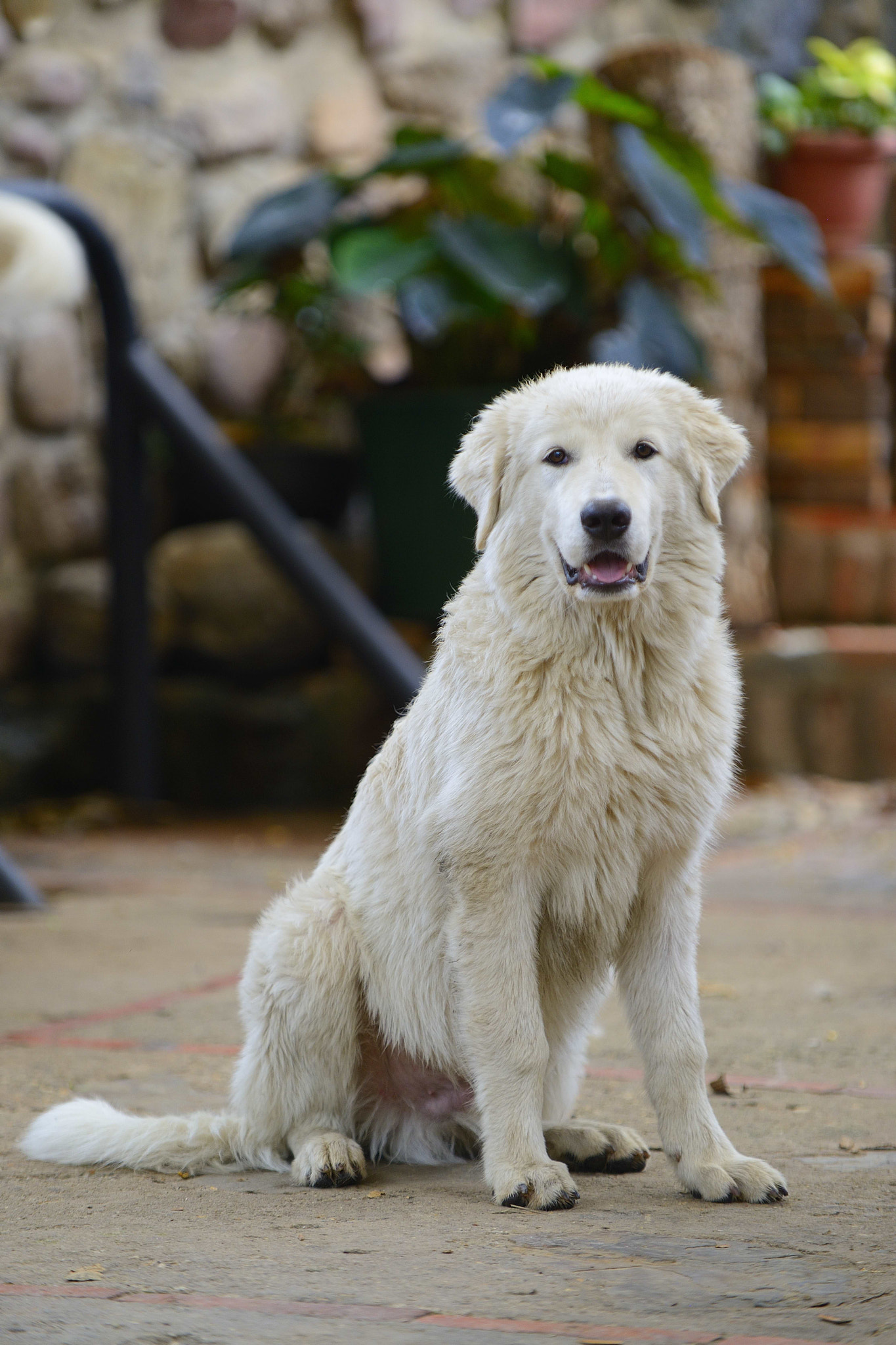 Nikon D800 sample photo. Bosco photography