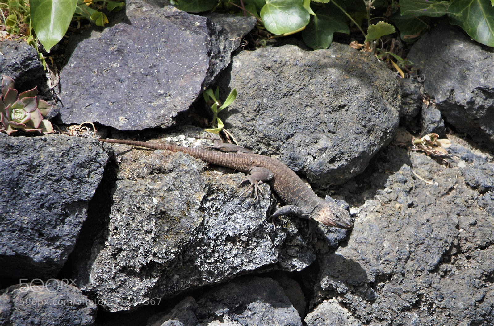 Canon EOS 40D sample photo. Dino photography