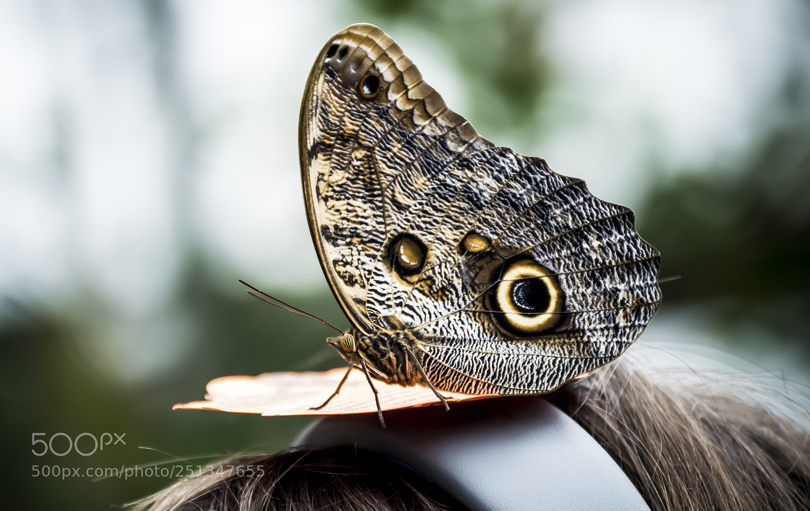Nikon D3200 sample photo. Butterfly #1 photography