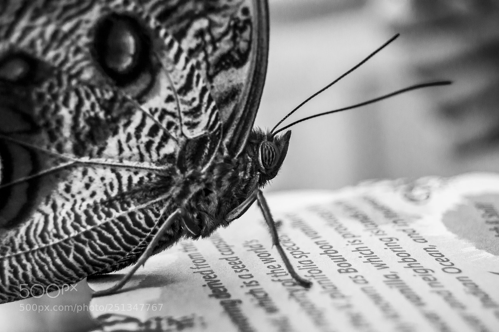 Nikon D3200 sample photo. Butterfly #2 photography