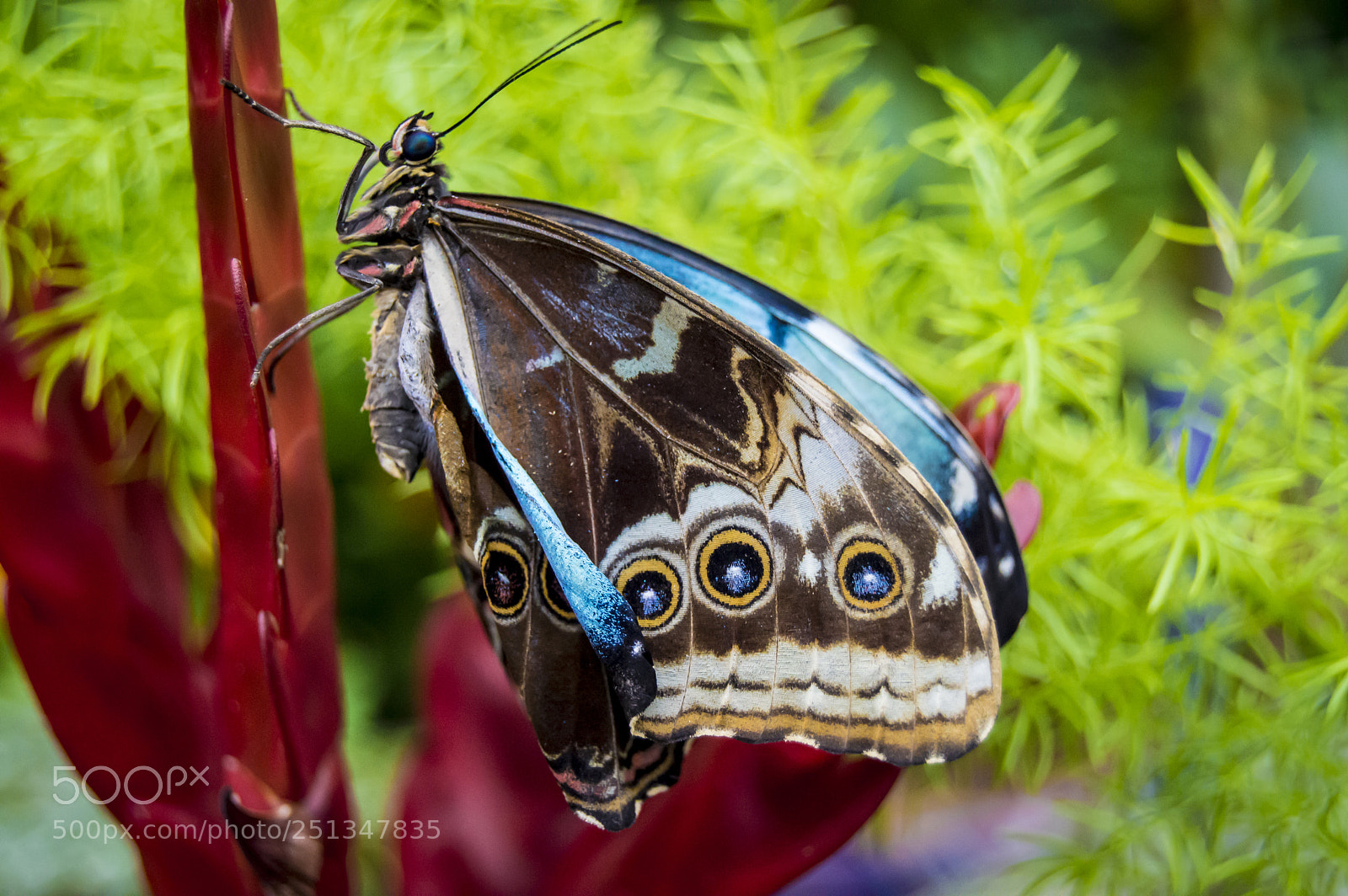 Nikon D3200 sample photo. Butterfly #3 photography