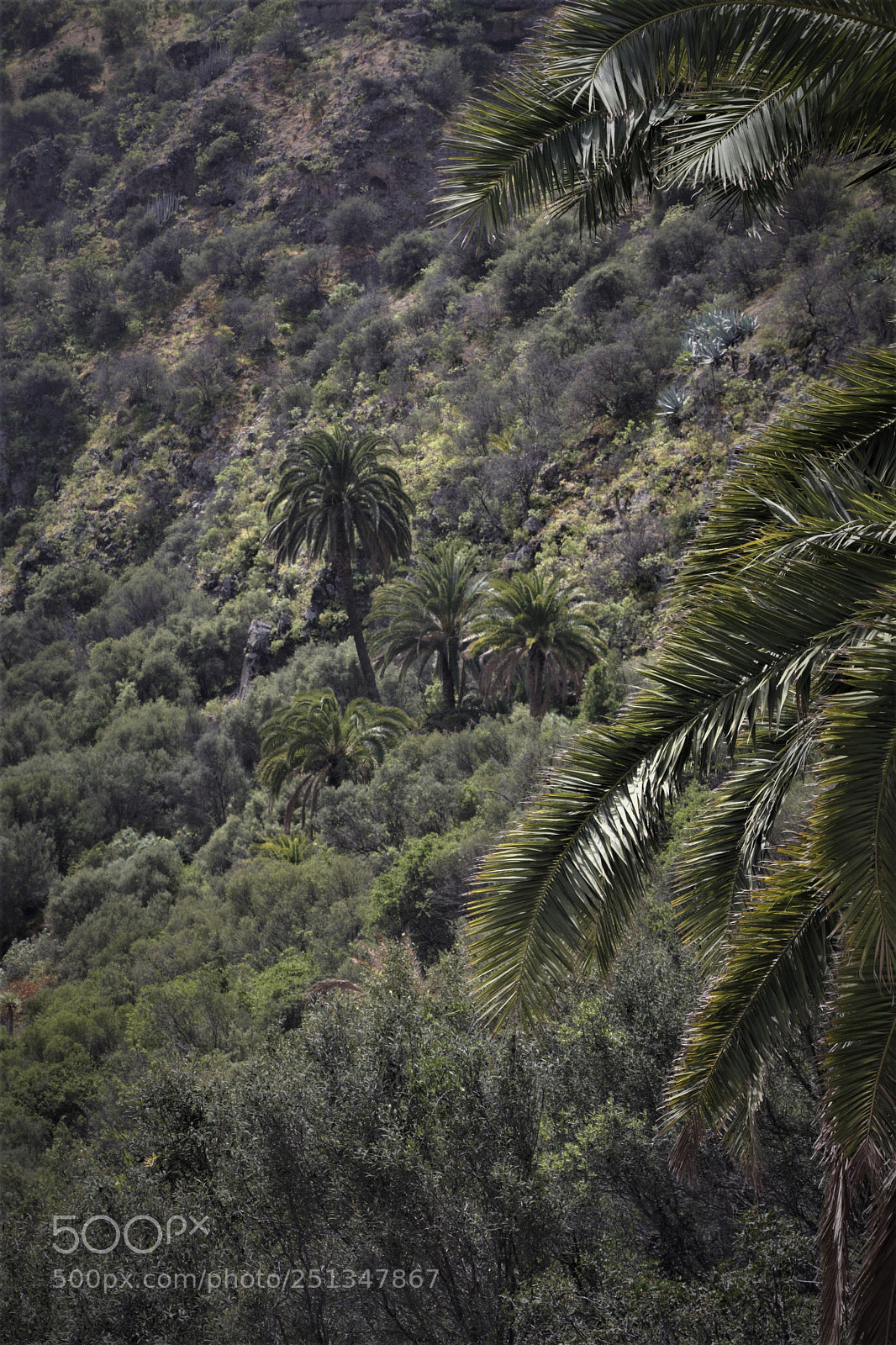 Canon EOS 40D sample photo. Palm trees photography