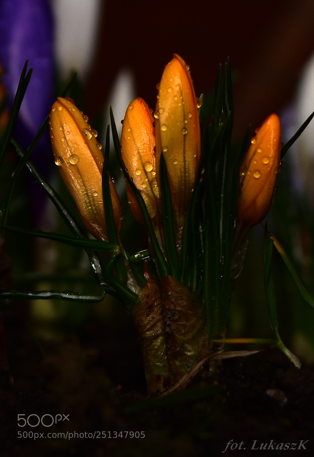 Nikon D7200 sample photo. Żółte krokusy photography