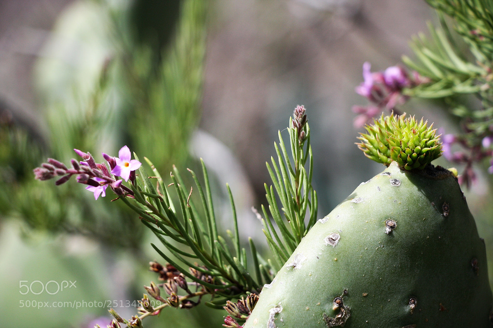 Canon EOS 40D sample photo. The gift photography