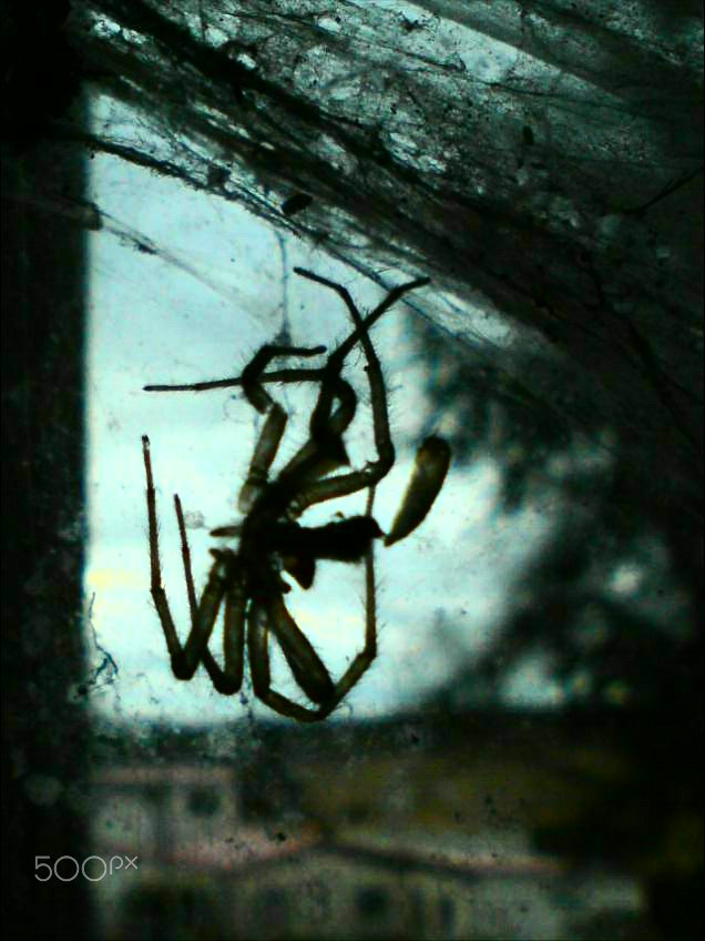 Sony Ericsson C510 sample photo. Mummified photography
